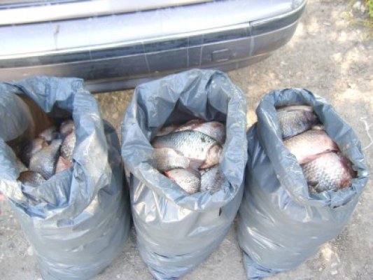 Poliţiştii au confiscat peste 140 kilograme de peşte